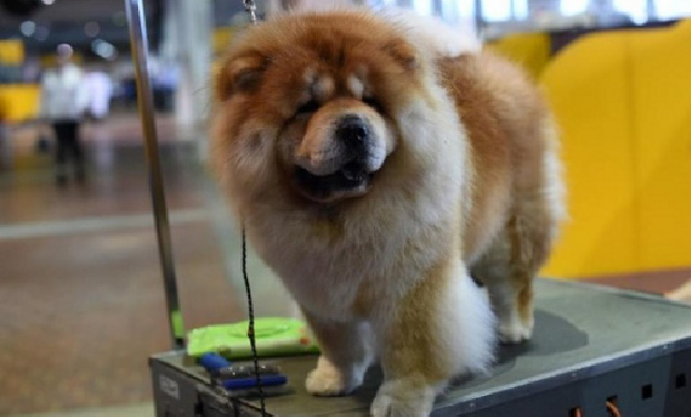 参加本届西敏寺犬展的一只松狮犬。