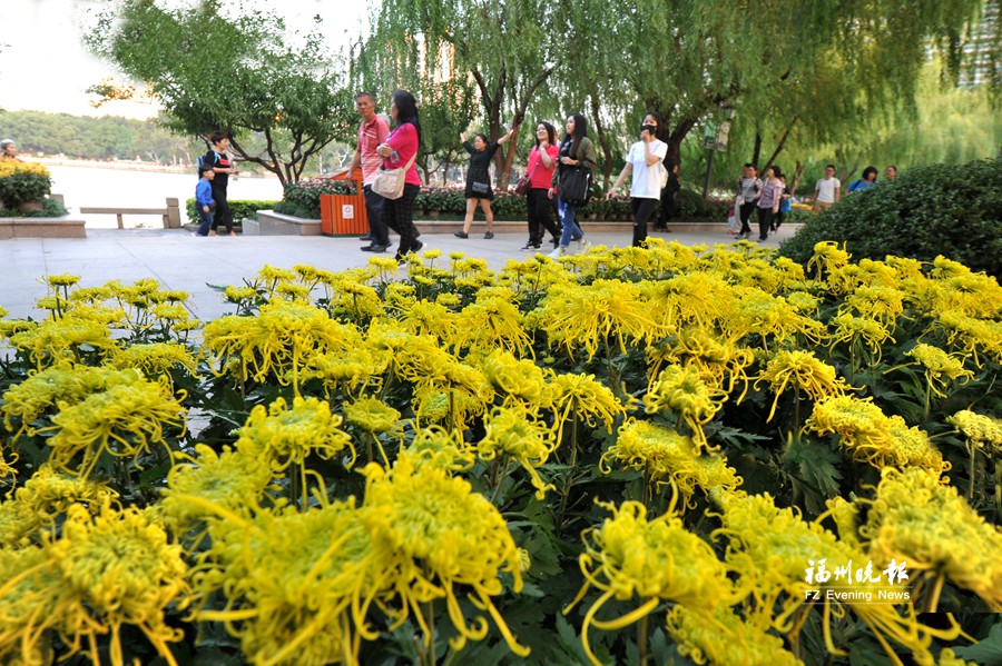 主要展区基本成形　市民可到西湖公园赏菊花