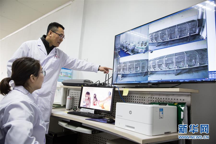 （科技）（7）世界生命科学重大突破！ 两只克隆猴在中国诞生