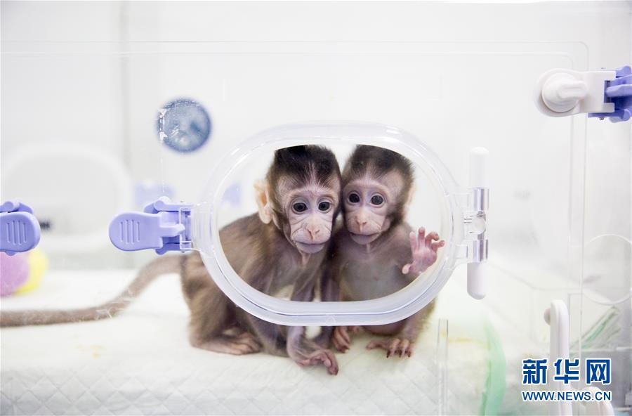 （科技）（12）世界生命科学重大突破！ 两只克隆猴在中国诞生
